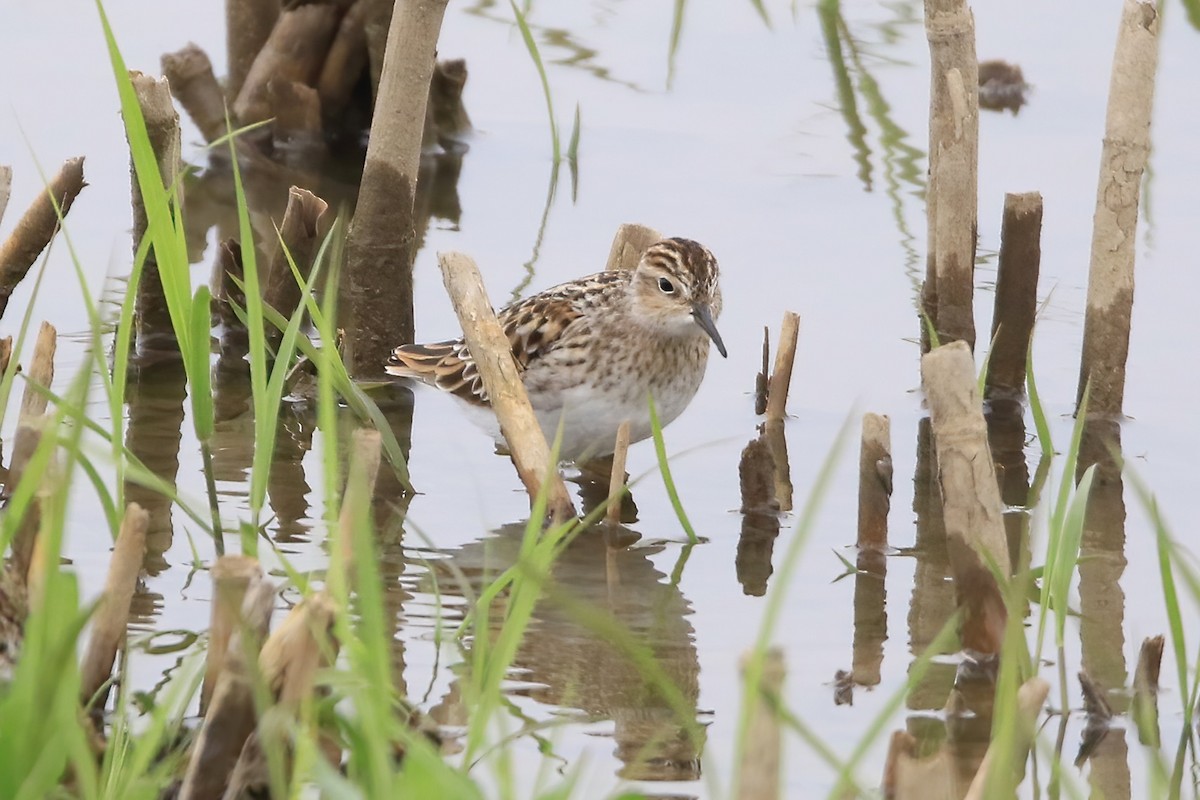 Long-toed Stint - Wenze Gu