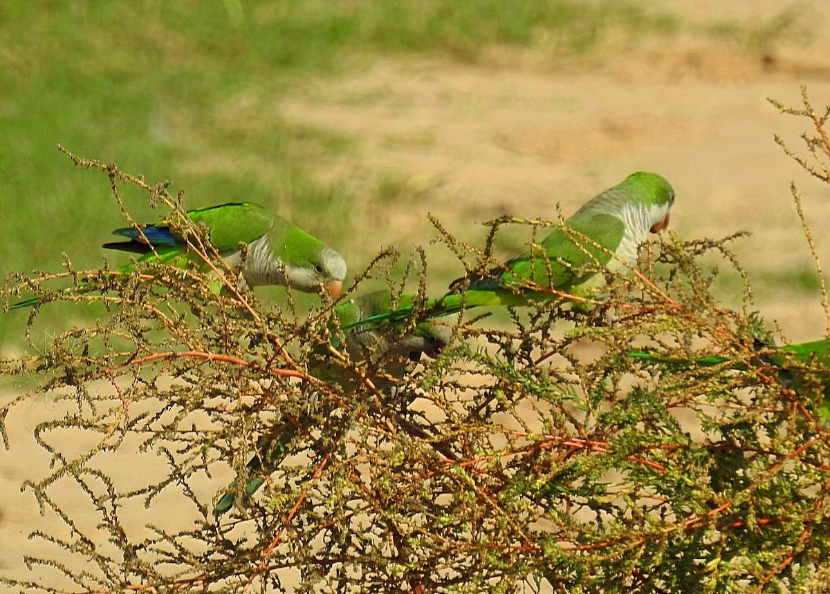 Monk Parakeet - Daniel Lescano