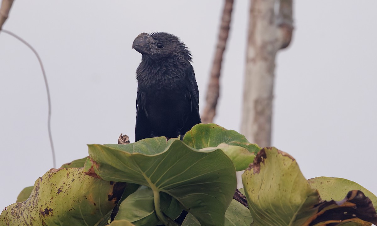 Smooth-billed Ani - ML617774583