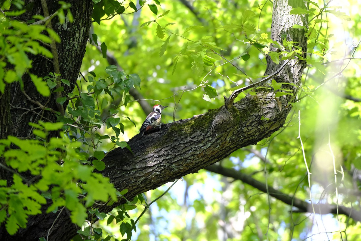Middle Spotted Woodpecker - ML617774586