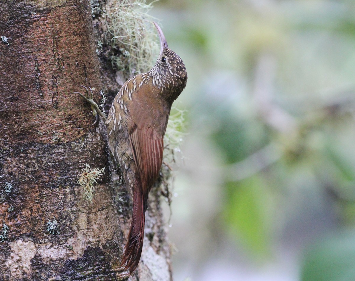 Montane Woodcreeper - ML617774588