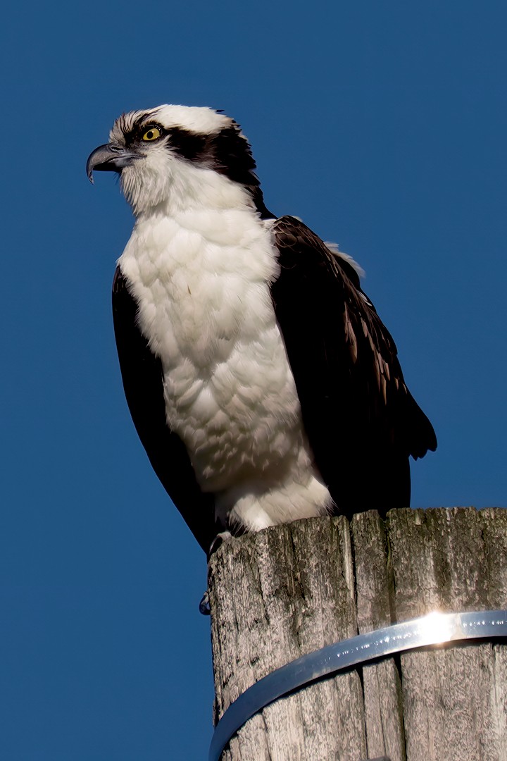 Águila Pescadora - ML617774600