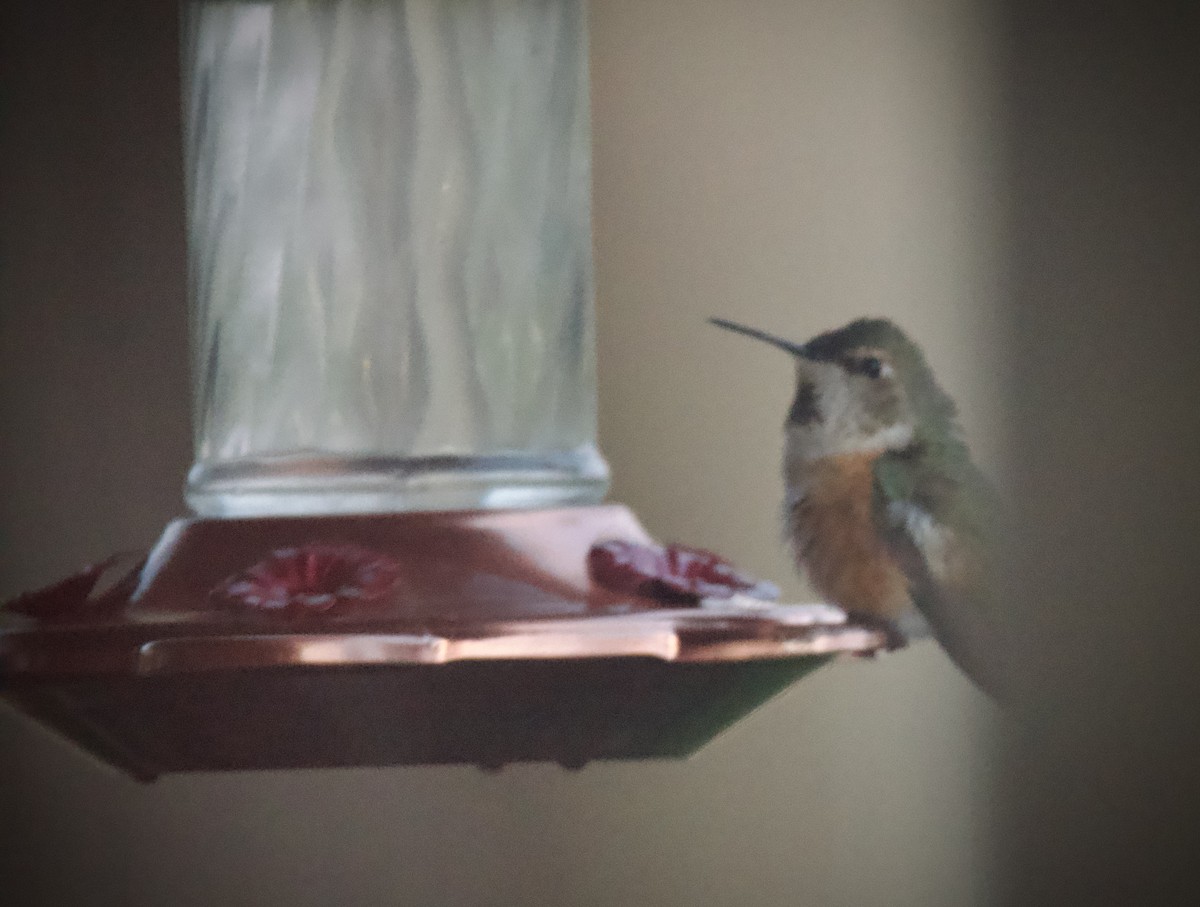 Rufous Hummingbird - ML617774609