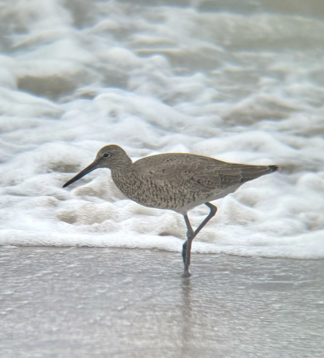 Willet - ML617774618