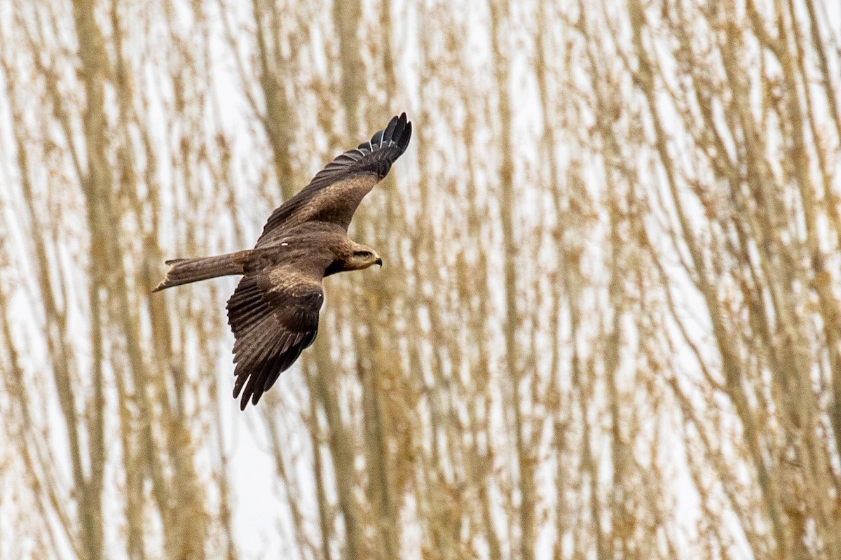 Black Kite - ML617774628