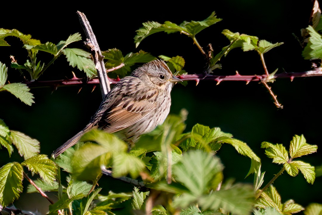 Lincoln's Sparrow - ML617774667