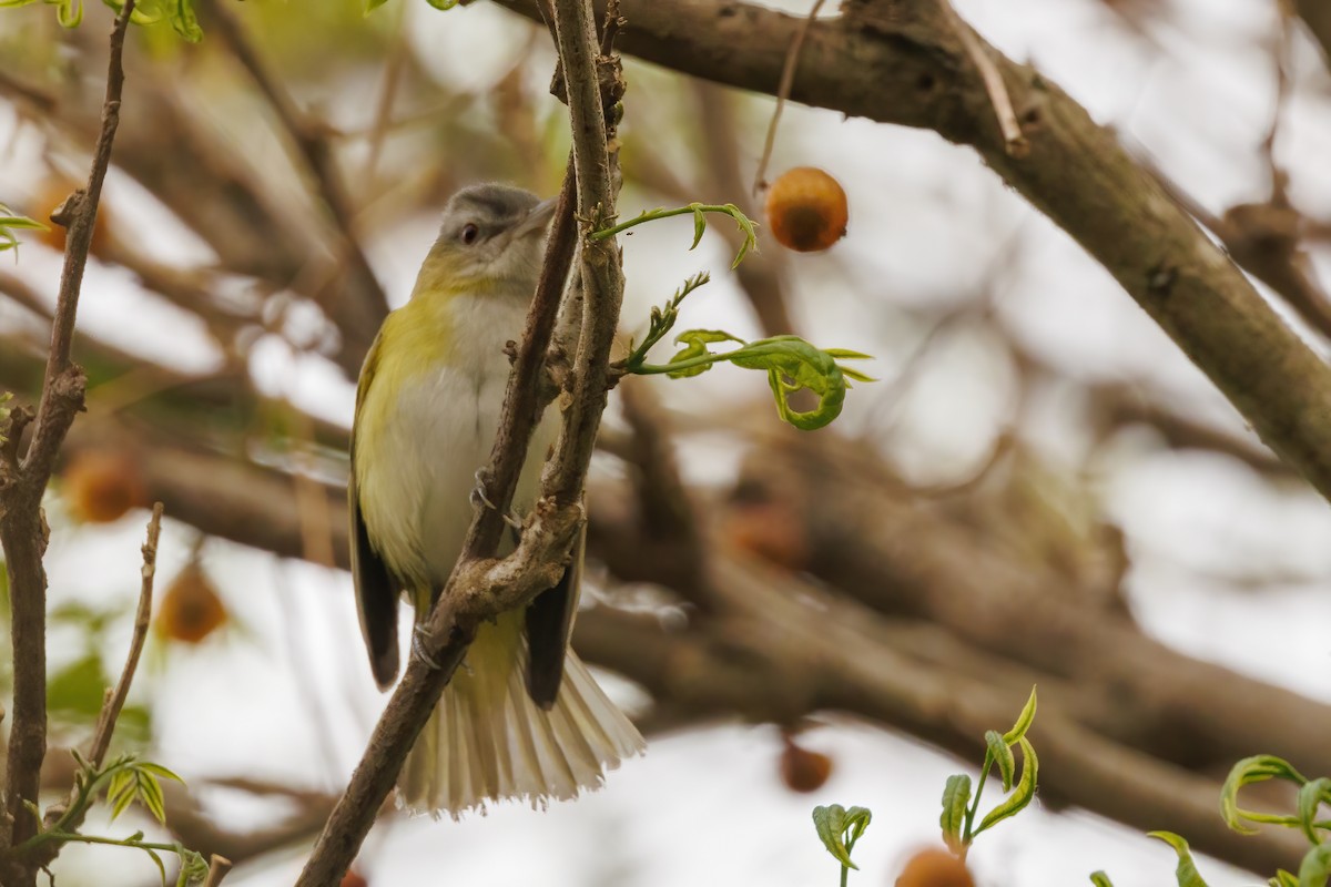 Yellow-green Vireo - ML617774676