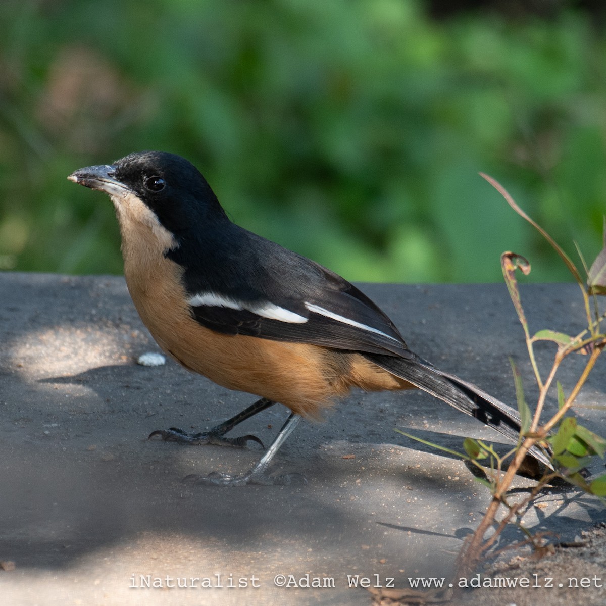 Southern Boubou - Adam Welz