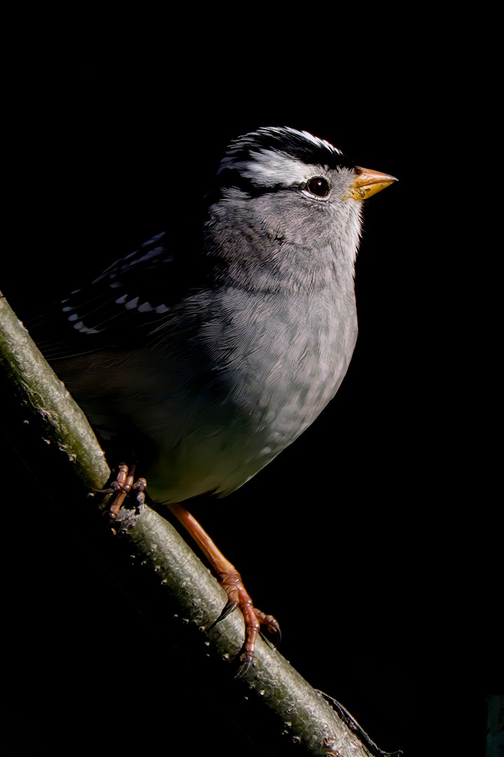 White-crowned Sparrow - ML617774750