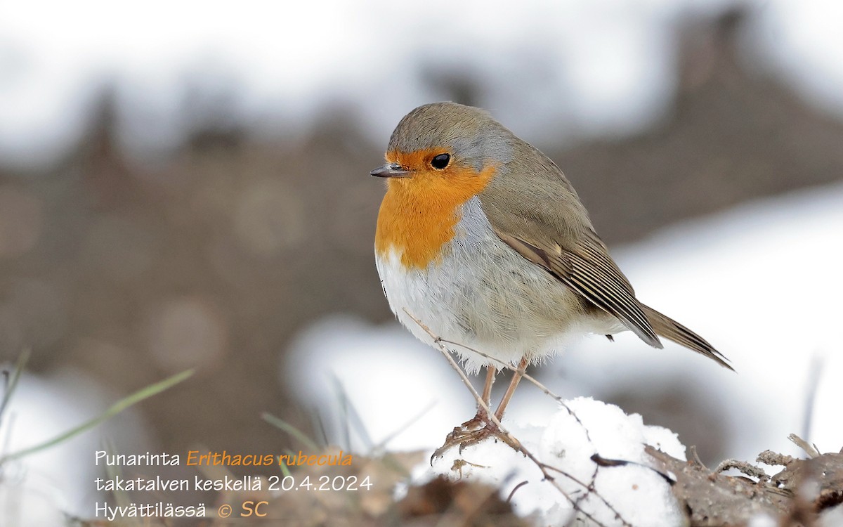 European Robin - Sampsa Cairenius