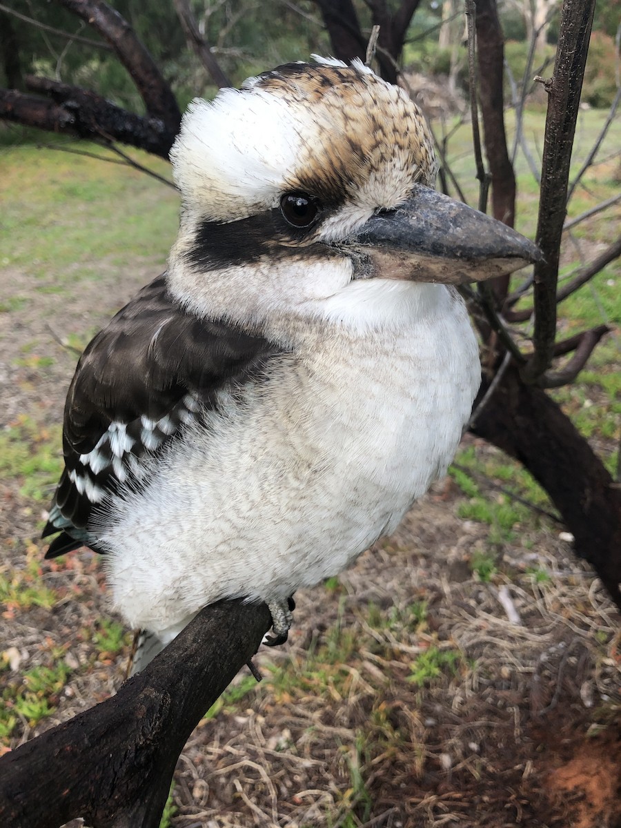 Laughing Kookaburra - ML617774757