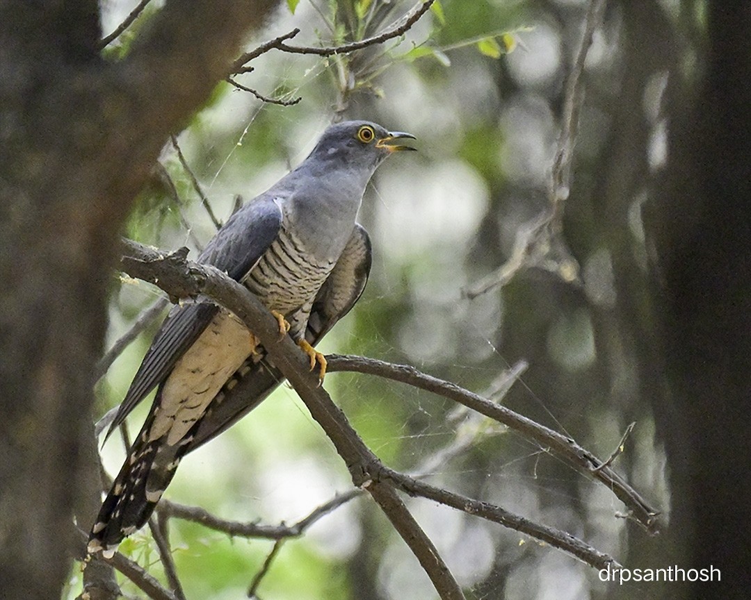 Common Cuckoo - ML617774790