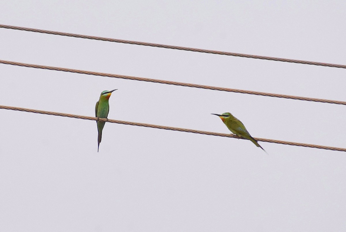 Blue-cheeked Bee-eater - ML617774791