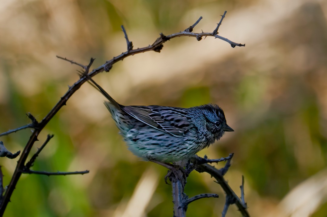 Lincoln's Sparrow - ML617774794