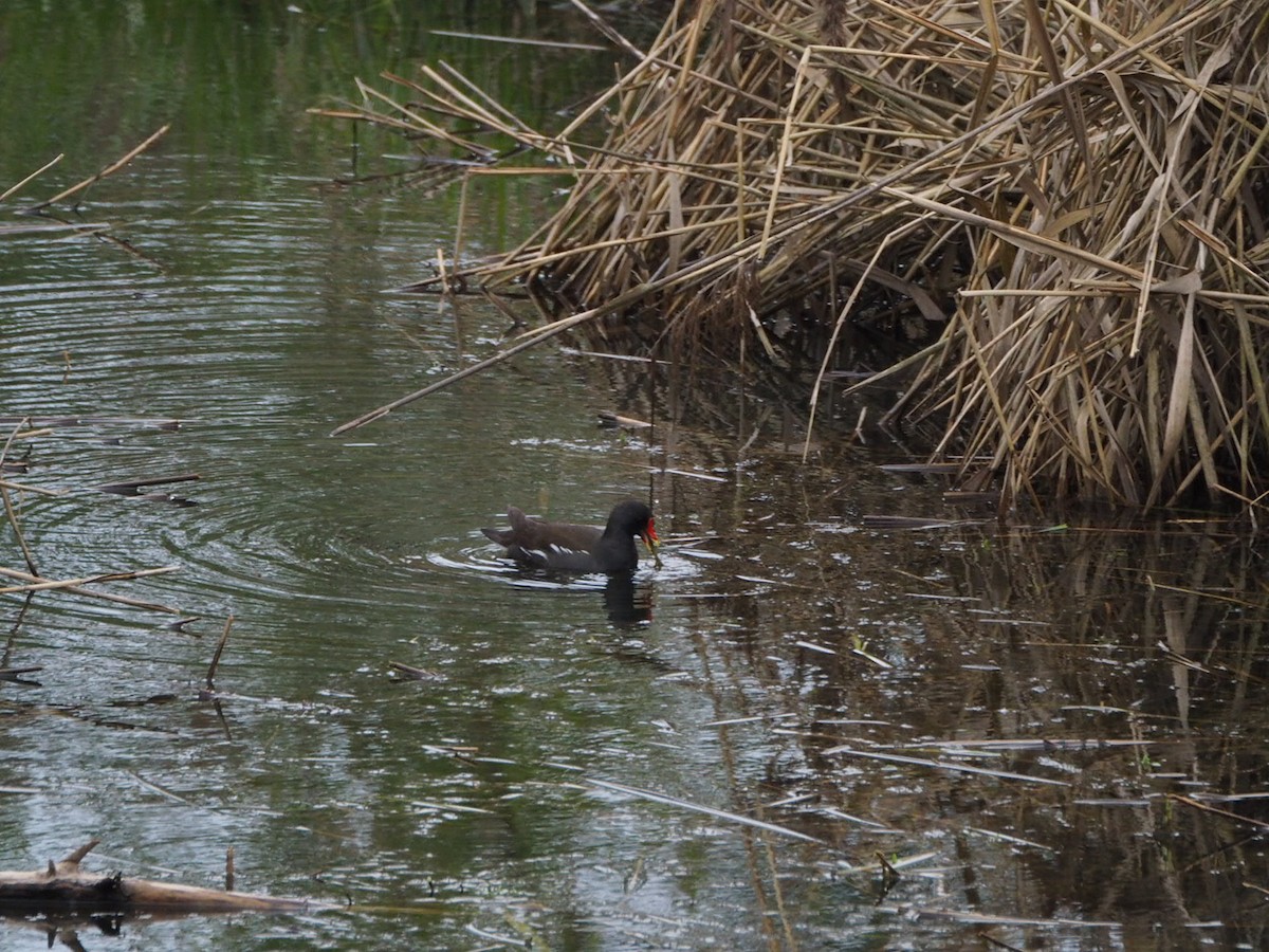 Eurasian Moorhen - Marius Grathwohl