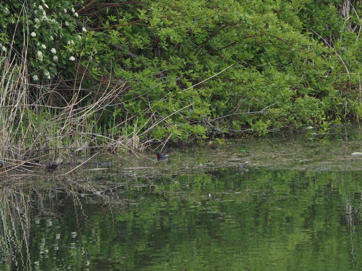 Eurasian Moorhen - Marius Grathwohl