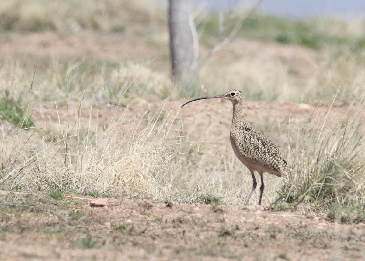 Long-billed Curlew - Will Phillips