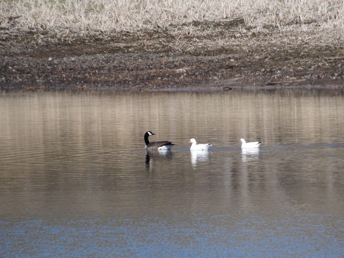 Ross's Goose - ML617774841