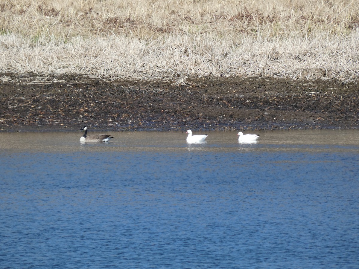 Ross's Goose - ML617774842