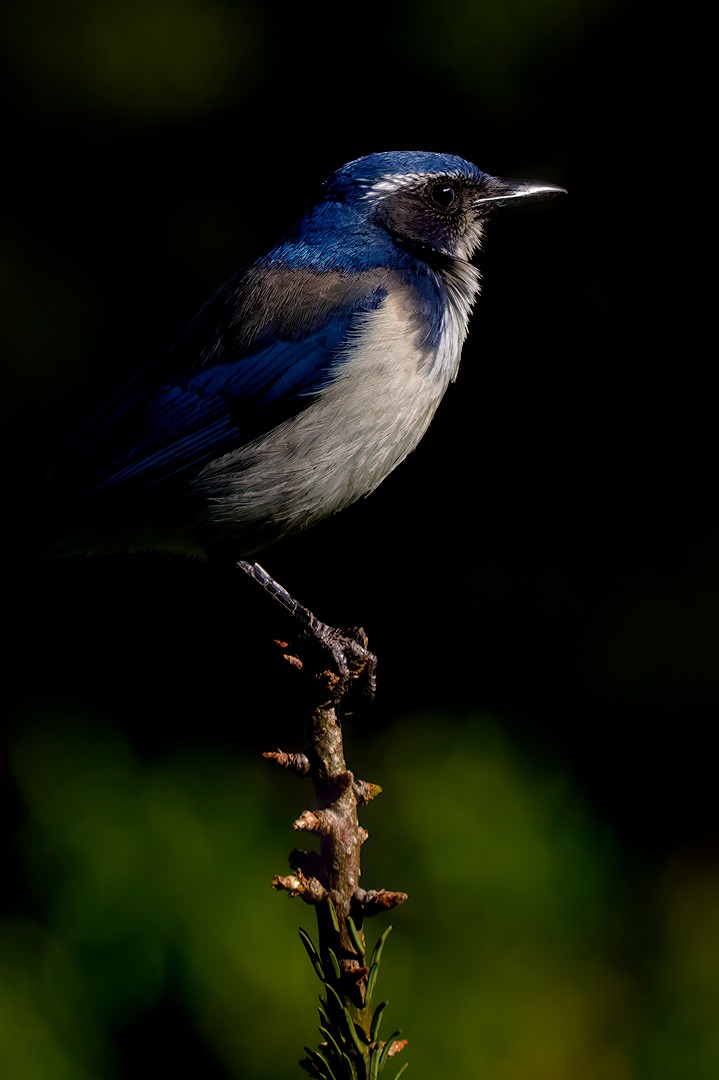 California Scrub-Jay - ML617774851