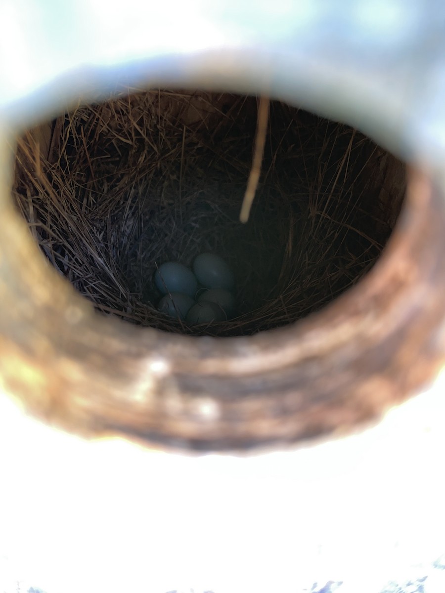 Eastern Bluebird - Anonymous