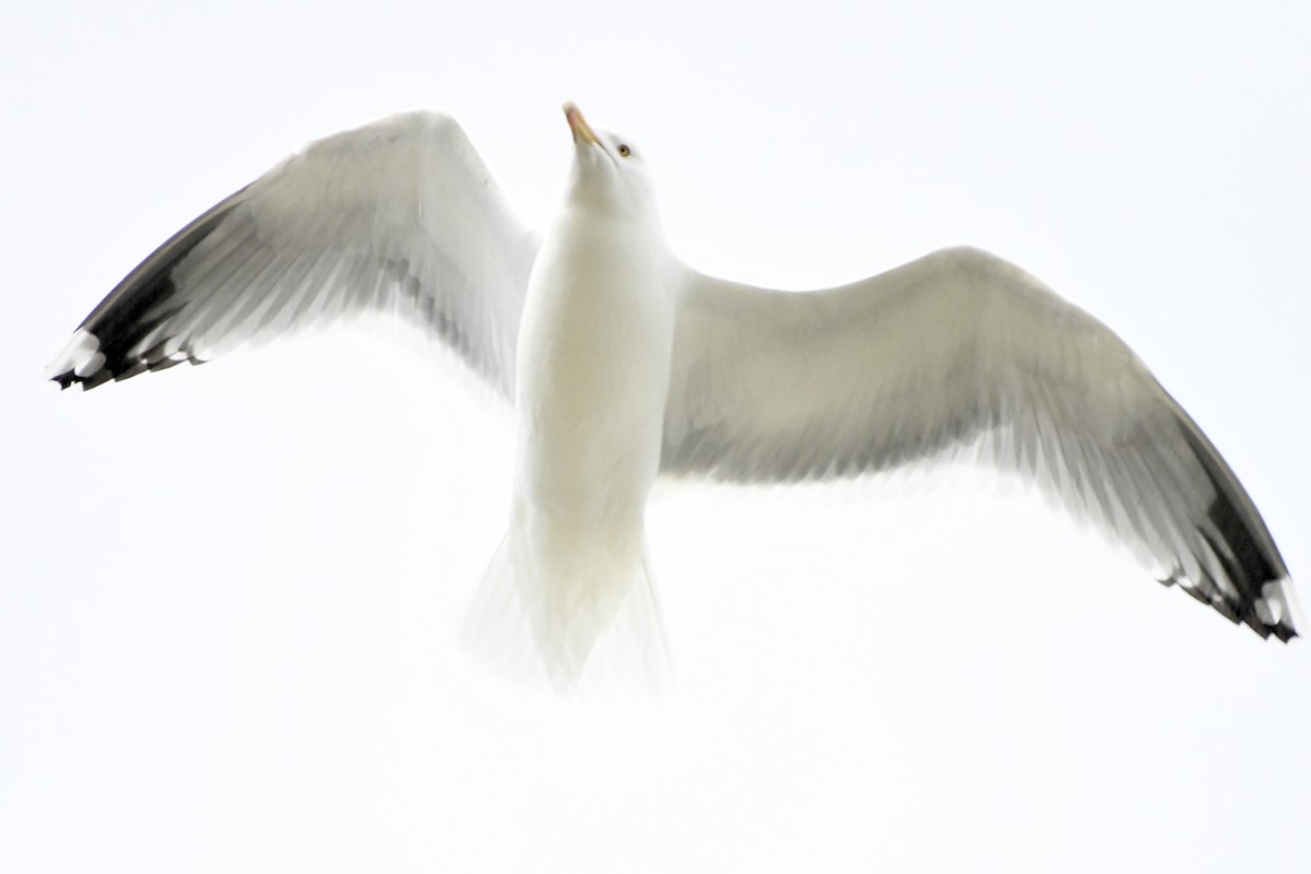 Herring Gull - ML617774953