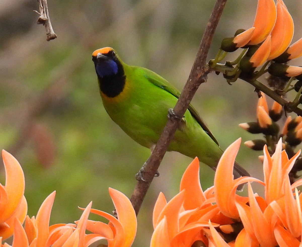 Golden-fronted Leafbird - ML617774990