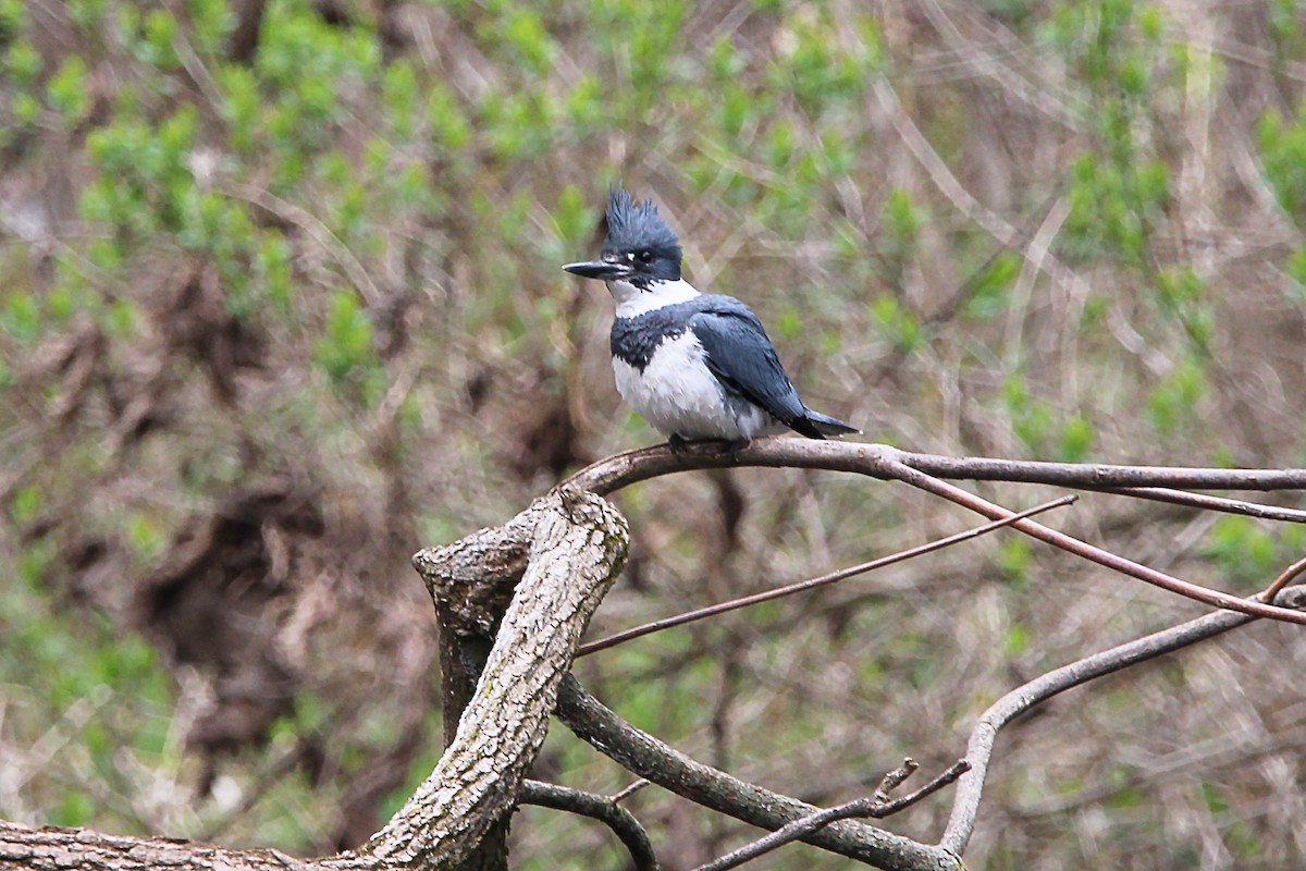 Belted Kingfisher - ML617775000