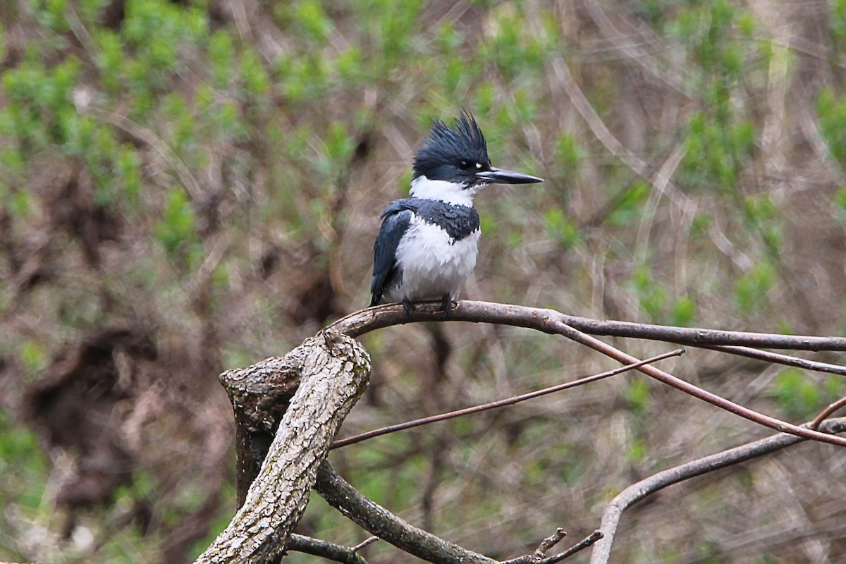 Belted Kingfisher - ML617775001