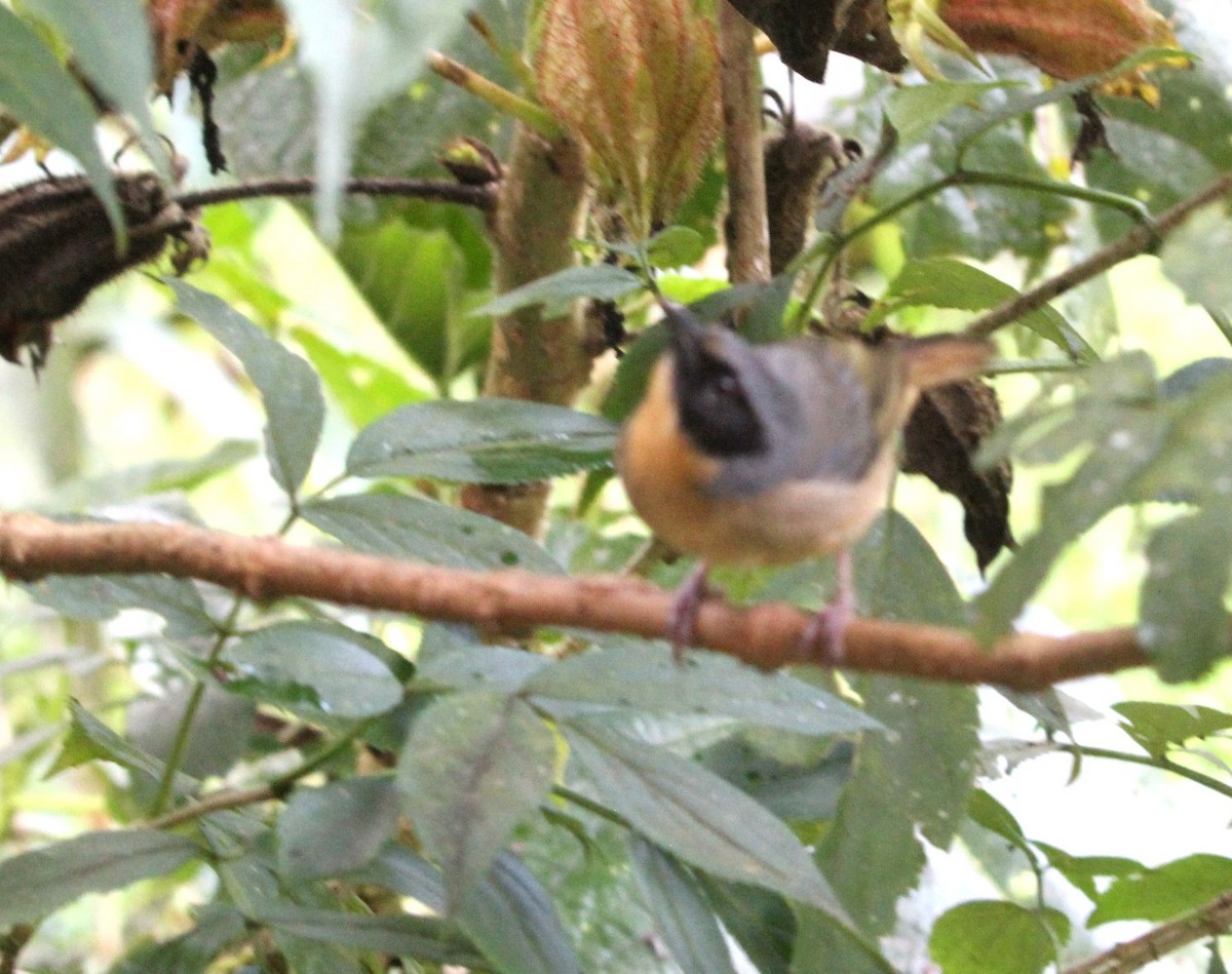 Black-eared Hemispingus - Gisèle Labonté