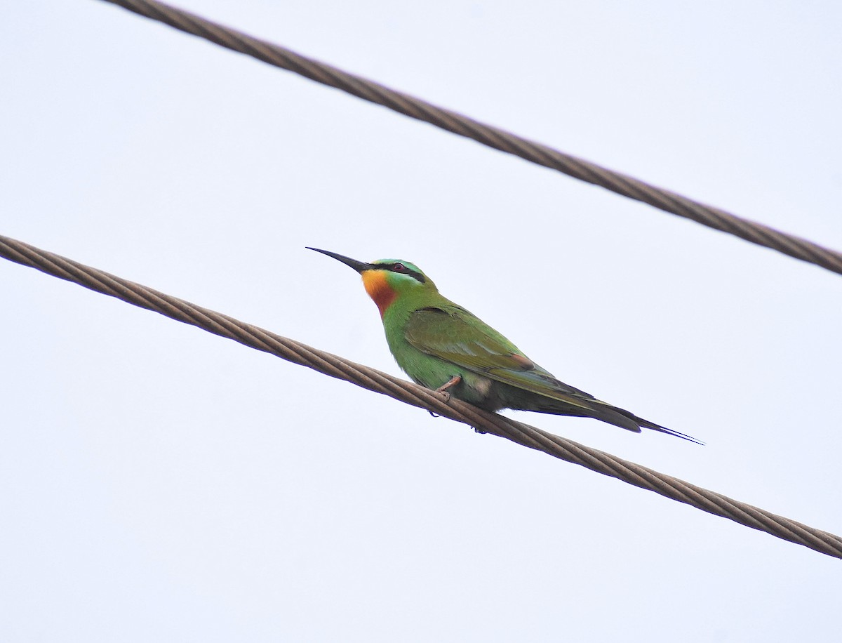 Blue-cheeked Bee-eater - ML617775046