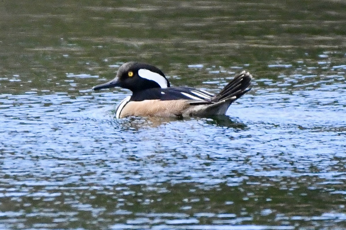 Hooded Merganser - ML617775049