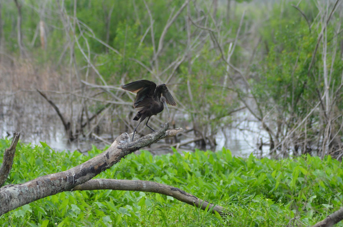 White-faced Ibis - Roel Guerra