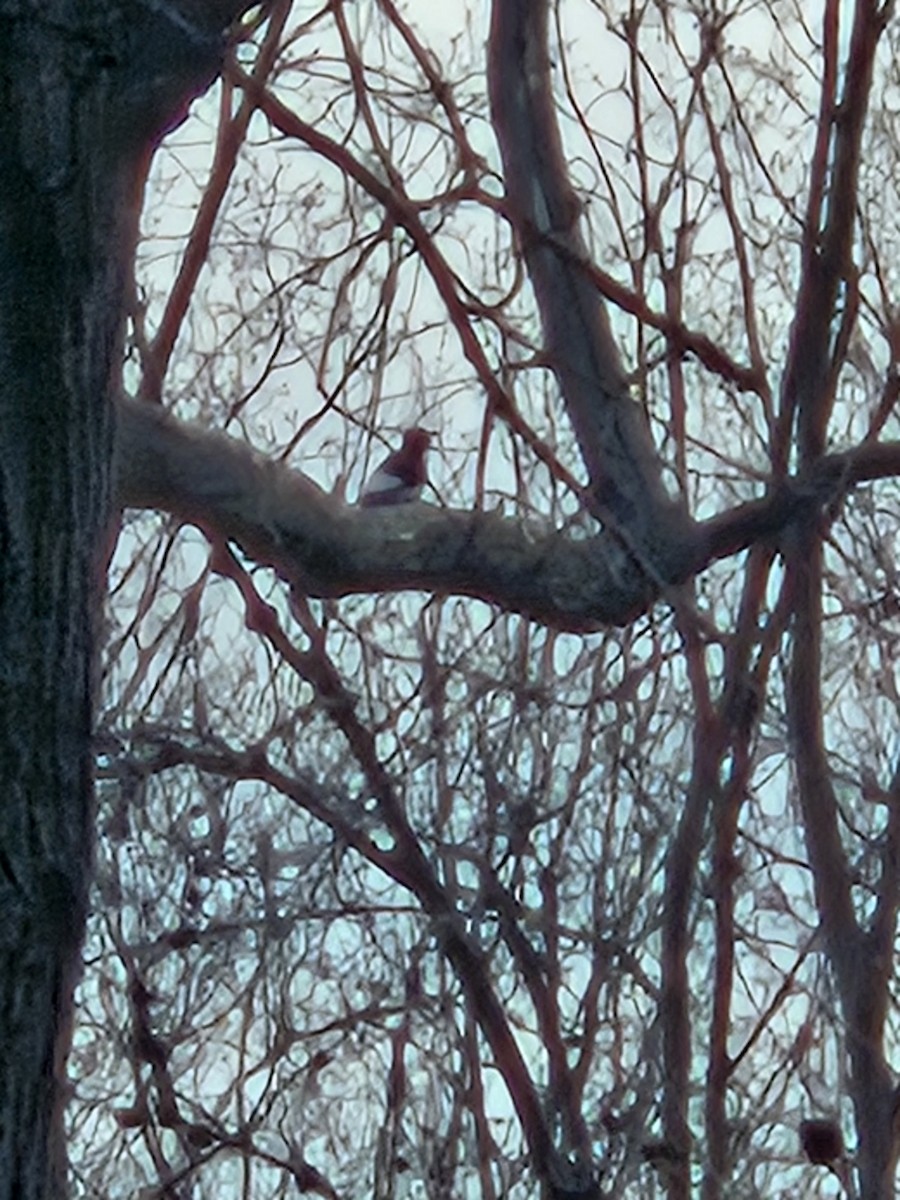 Red-headed Woodpecker - Chris Jerome