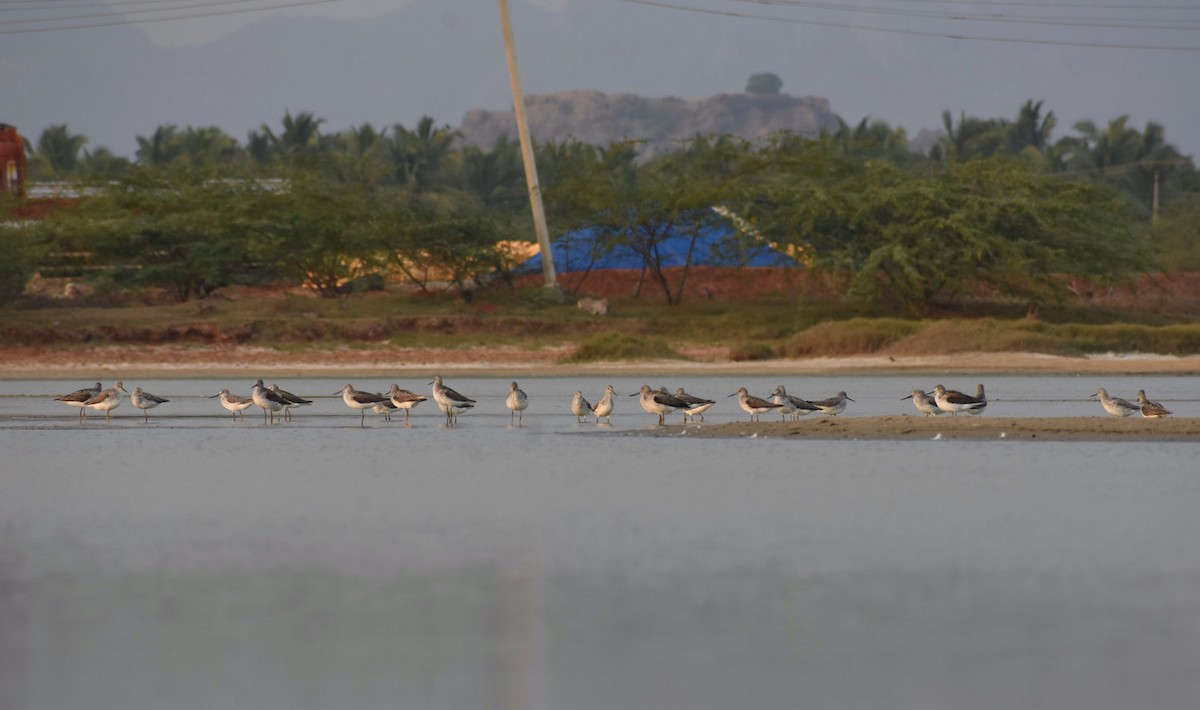 Common Greenshank - ML617775085