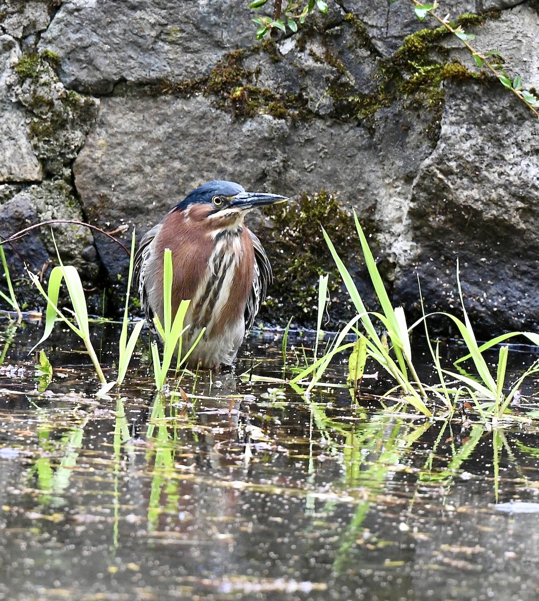 Green Heron - ML617775117