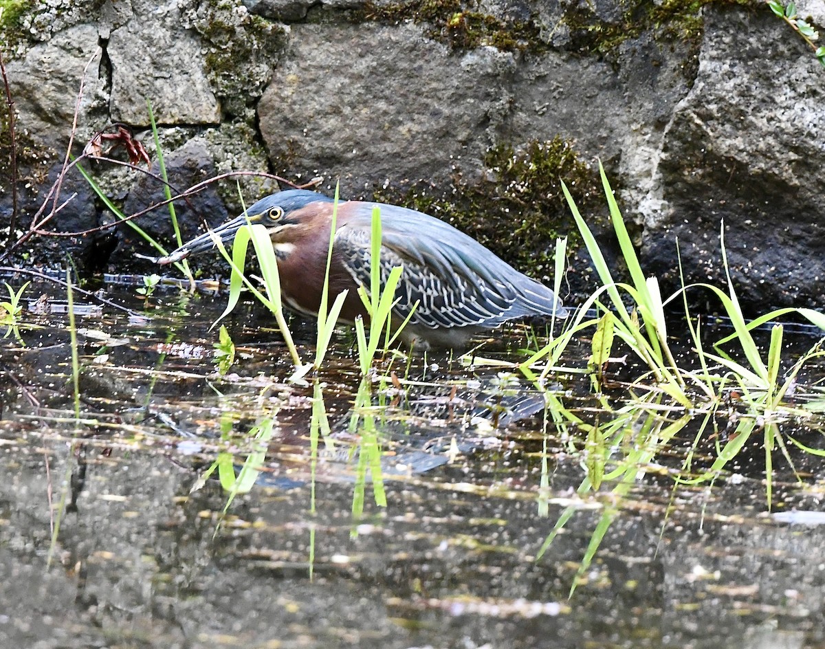 Green Heron - ML617775118