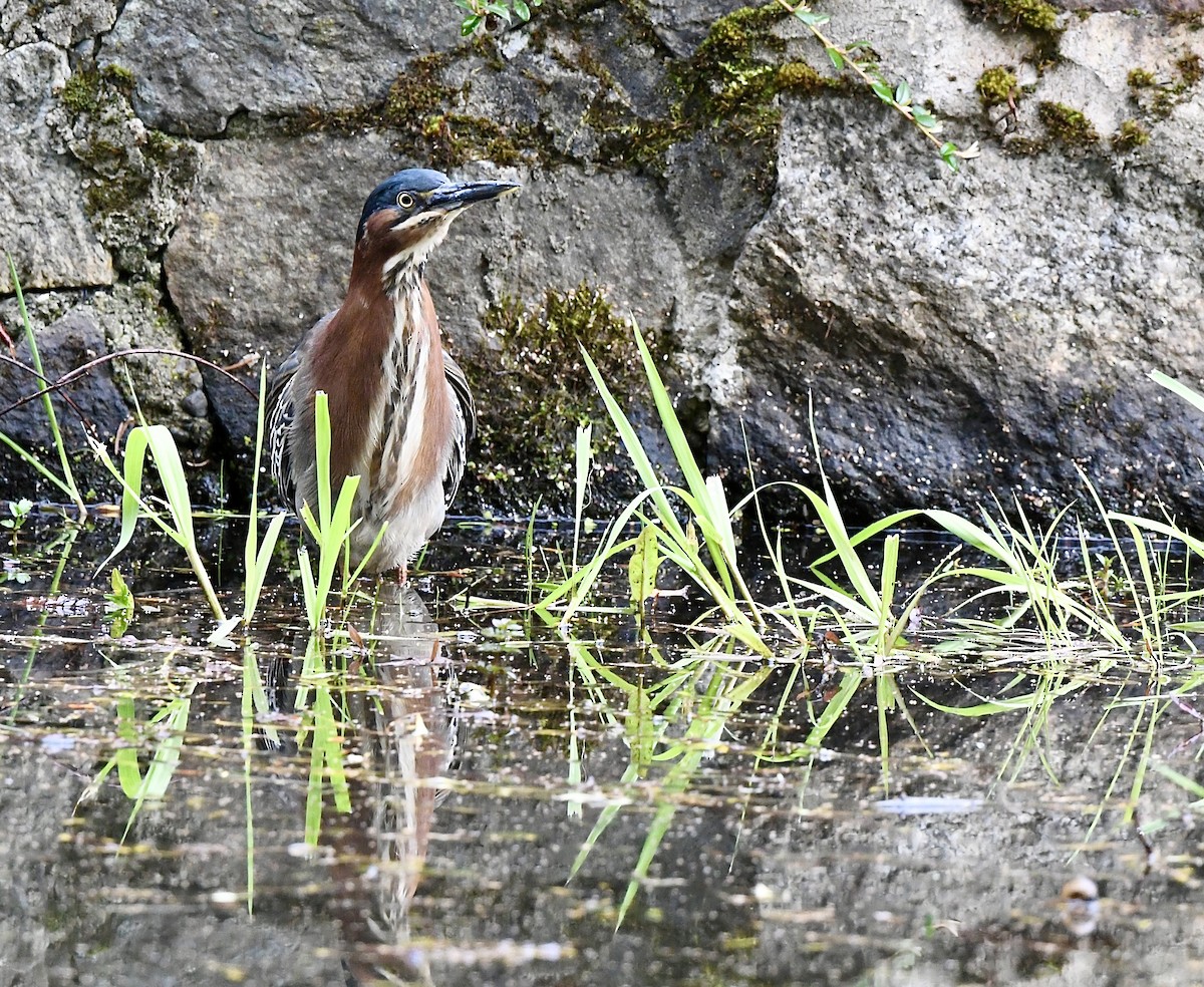 Green Heron - ML617775119