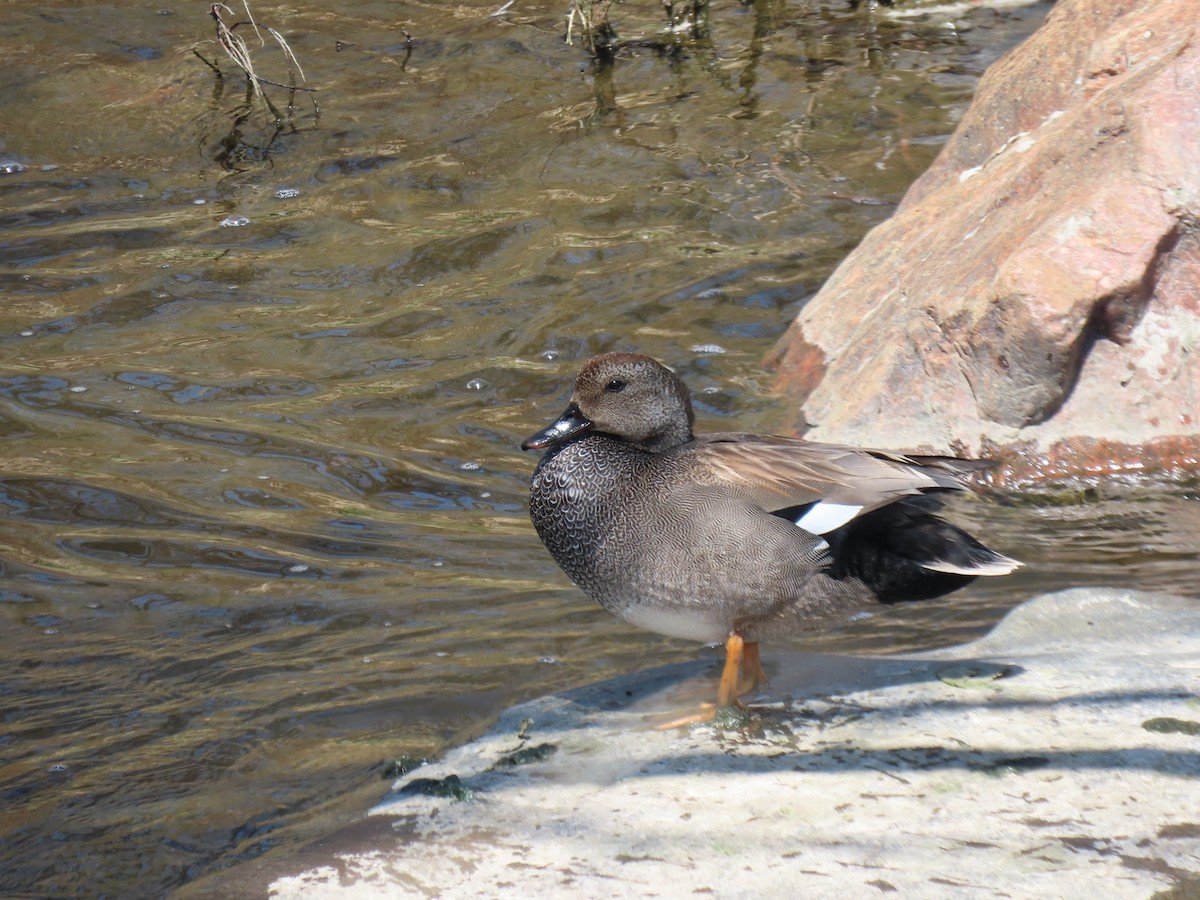 Gadwall - ML617775124