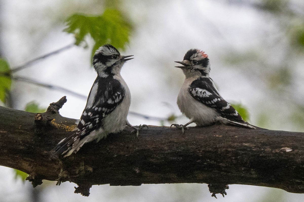 Downy Woodpecker - ML617775133