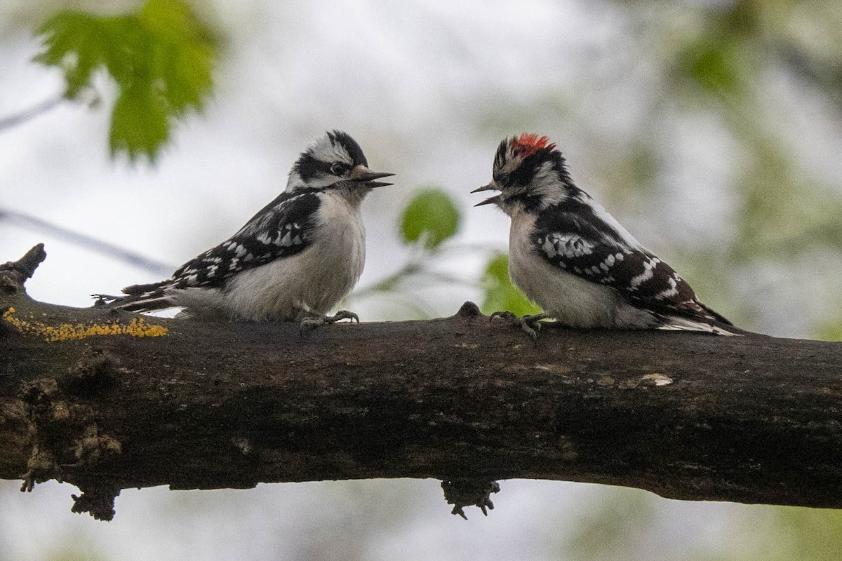 Downy Woodpecker - ML617775150