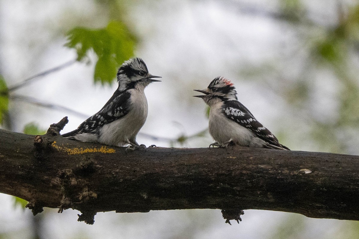 Downy Woodpecker - ML617775151