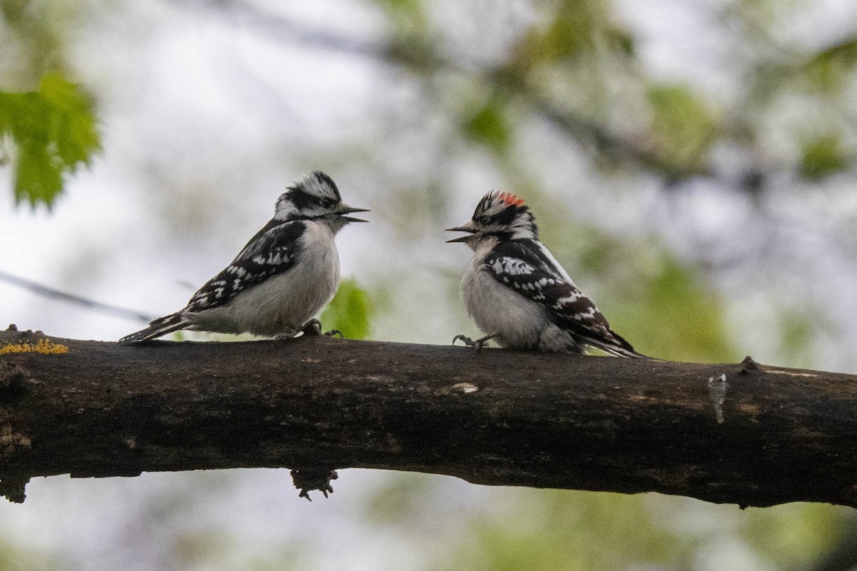 Downy Woodpecker - ML617775173