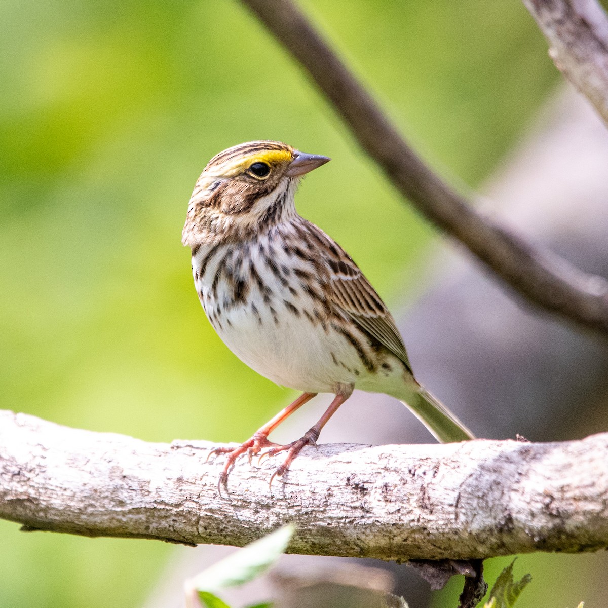 Savannah Sparrow - ML617775185