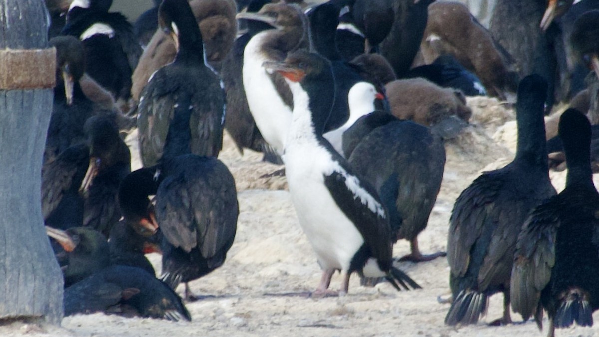 Stewart Island Shag (Otago) - Jan Ekkers