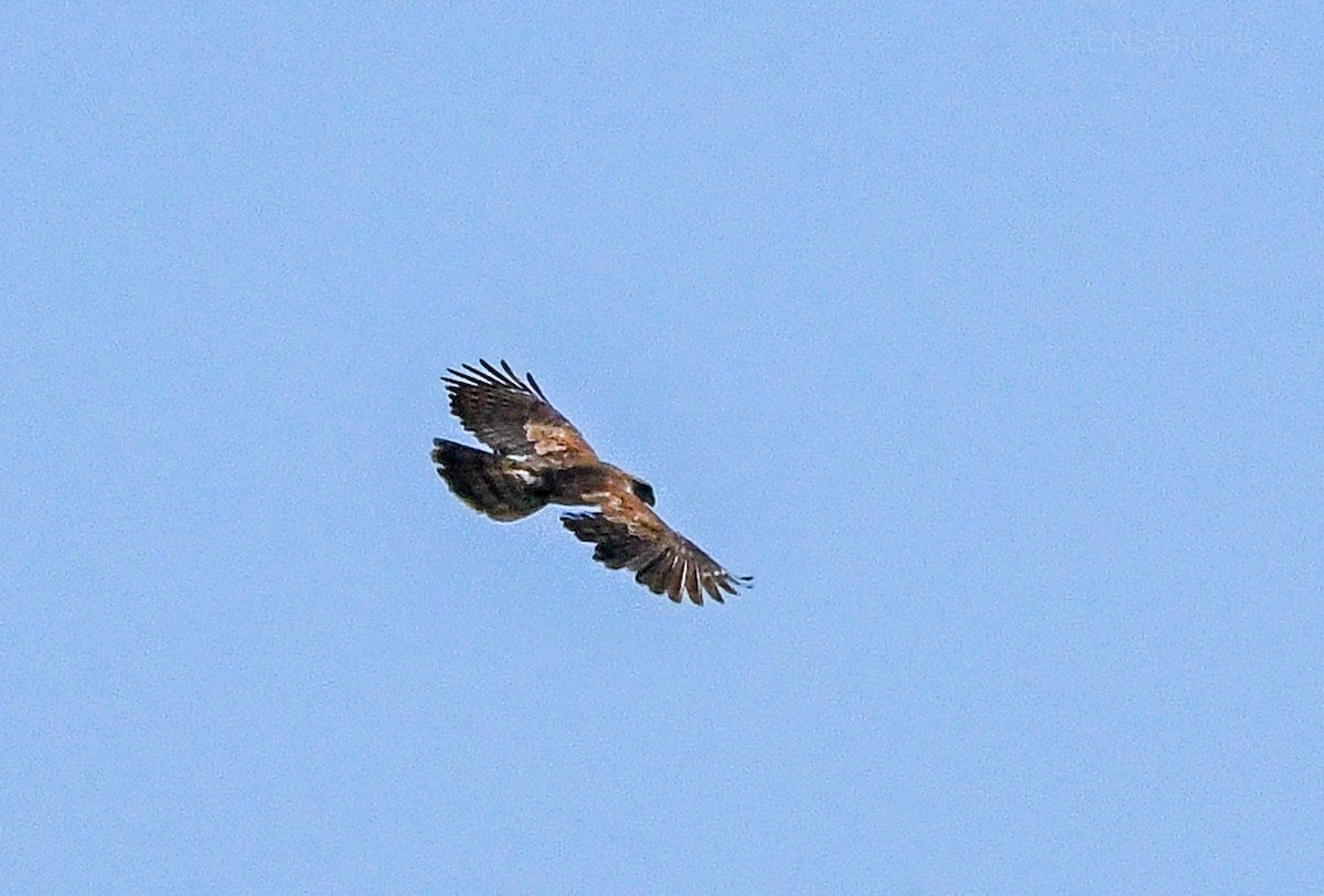 Mountain Hawk-Eagle - Chonseng Sangma