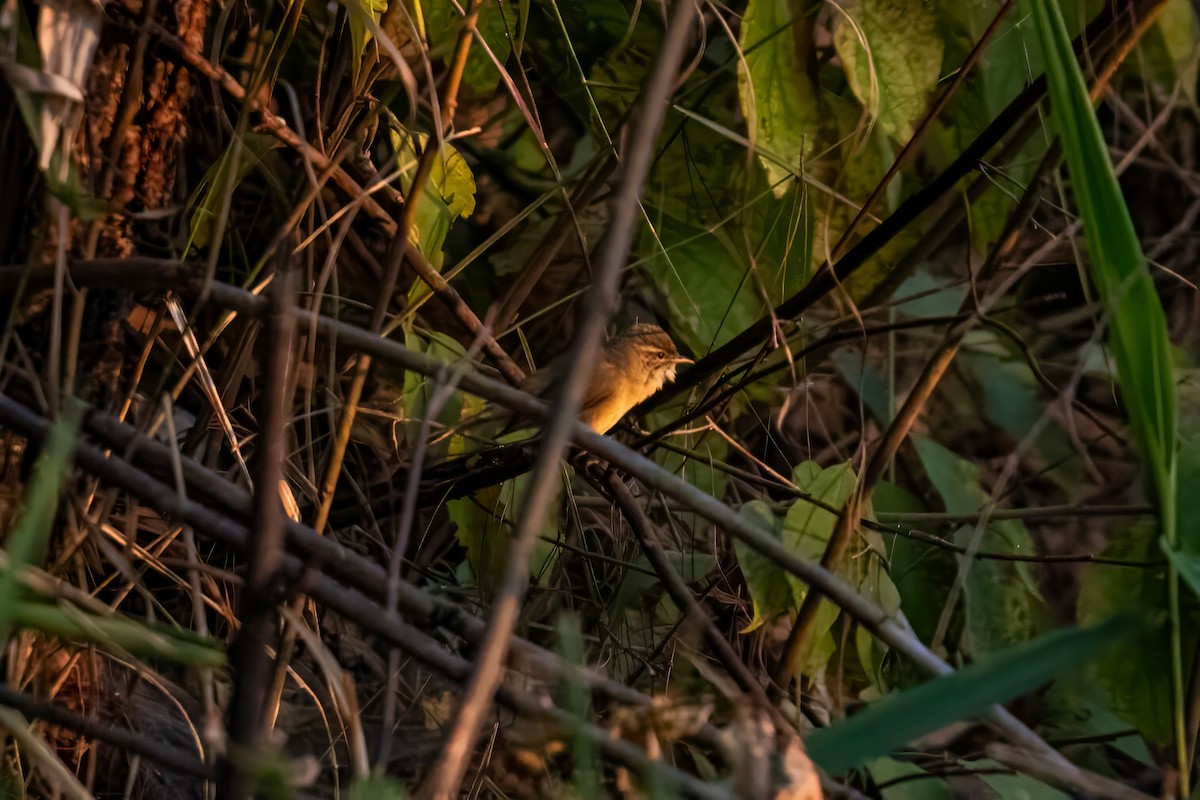 Yellow-streaked Warbler - Dominic More O’Ferrall