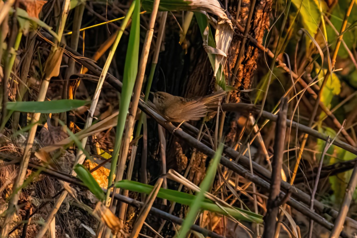Yellow-streaked Warbler - Dominic More O’Ferrall