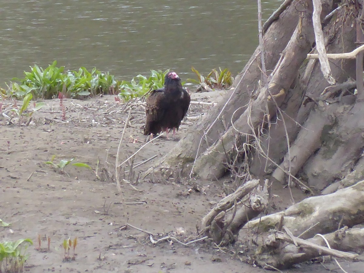 Turkey Vulture - ML617775218