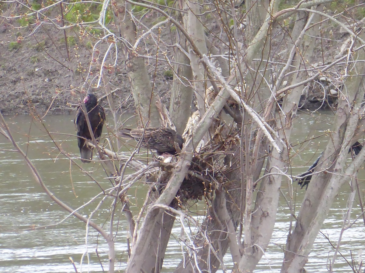 Turkey Vulture - ML617775223